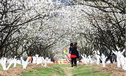 广州萝岗香雪公园梅花节2024_广州香雪公园梅花开了没有