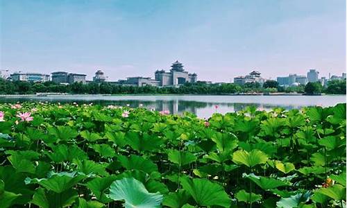 厦门莲花公园拍电影_厦门莲花公园春满园餐厅