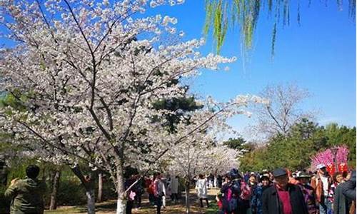 北京清明节旅游最佳去处_09年北京清明节旅游路线