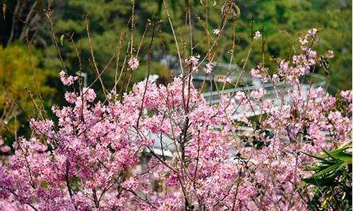 狐尾山景点,狐尾山公园樱花几月开