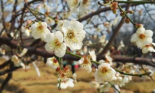 香雪公园梅花盛放时间2024年2月还有梅花不_香雪公园梅花盛放时间2024