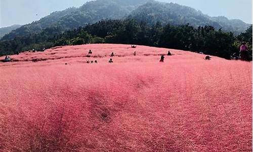 红花山公园粉黛乱子草_红花山公园简介