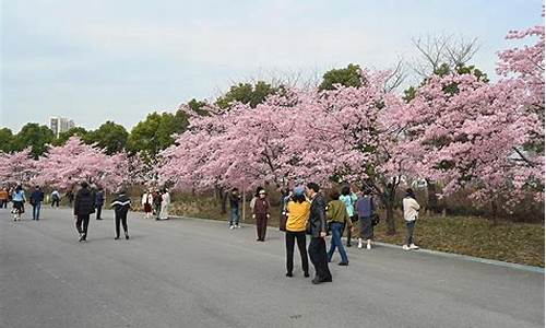 宝山顾村公园樱花节,上海顾村公园樱花开了没有